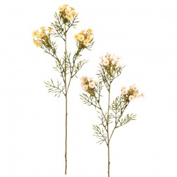 Κλαδί Χαμομήλι