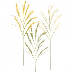 Κλαδί Στάχυ