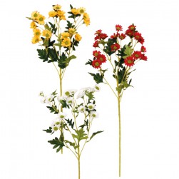 Κλαδί Μαργαρίτα