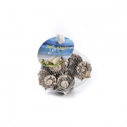 Κοχύλια Διακοσμητικά 100gr