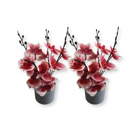 Γλαστράκι Με Λουλούδια Σε 8Χρώματα