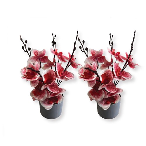 Γλαστράκι Με Λουλούδια Σε 8Χρώματα